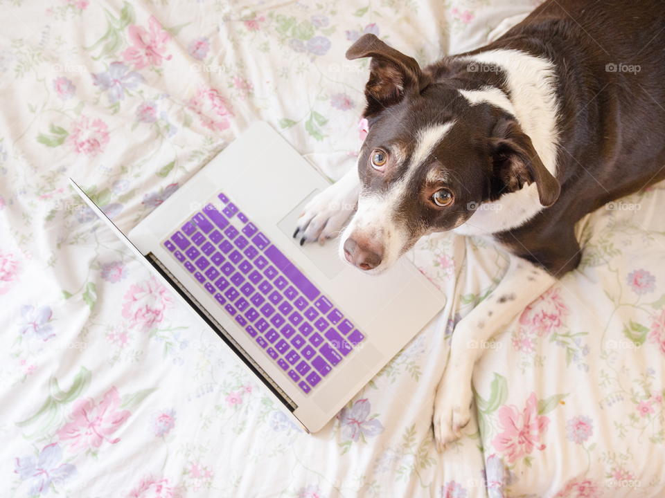 Dog with notebook