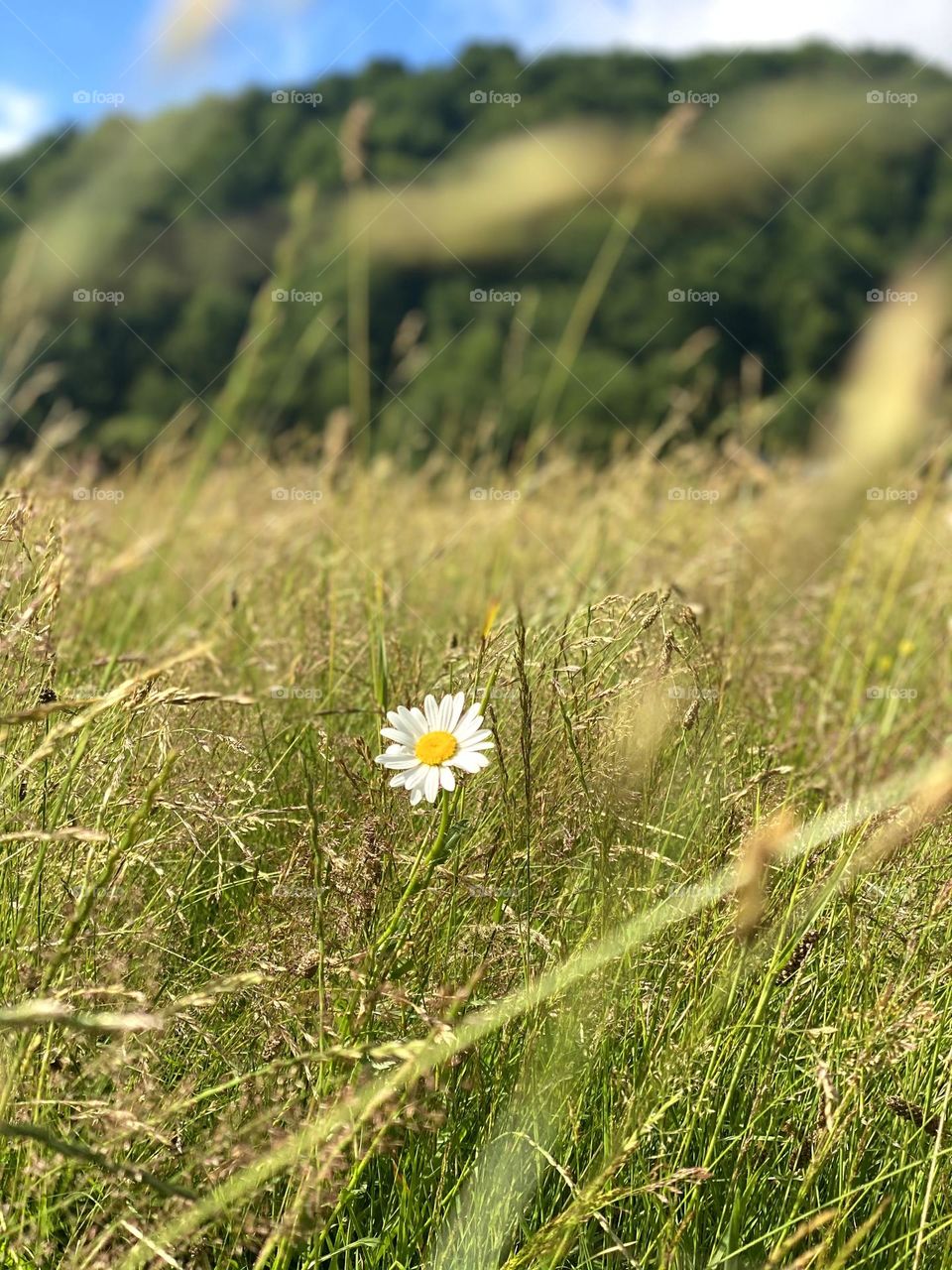 Alone daisy