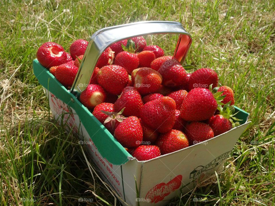 basket of strawberries