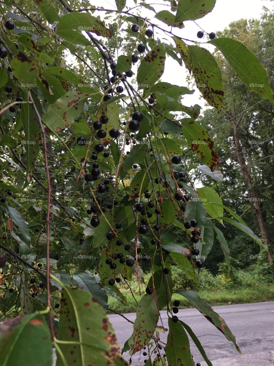 Black berries on tree