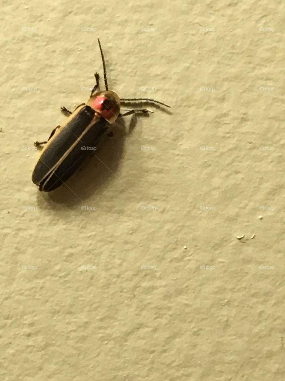 Little bug