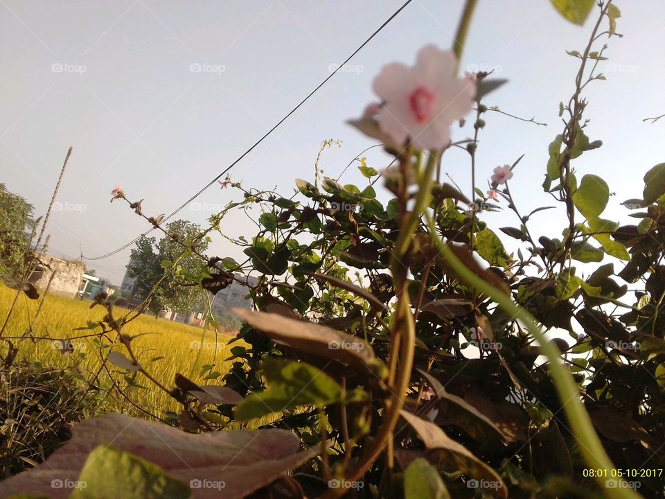 Flower, Nature, Tree, No Person, Flora