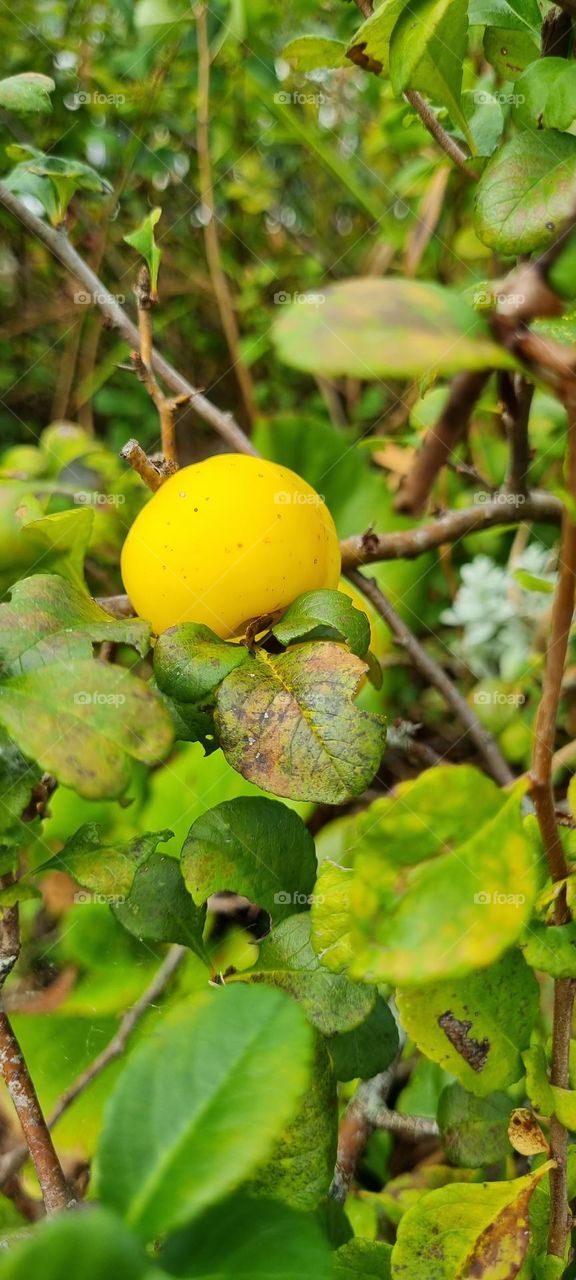 one little apple sitting on a branch