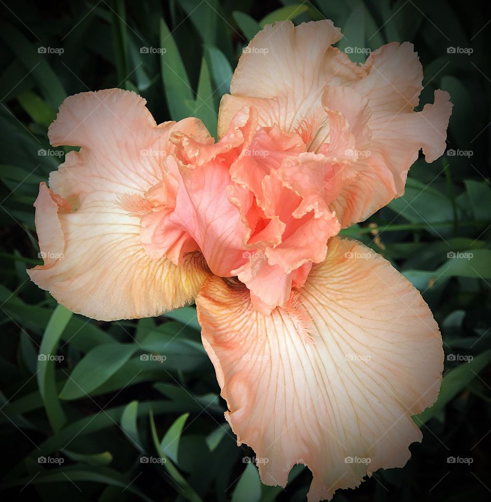 Peach iris
