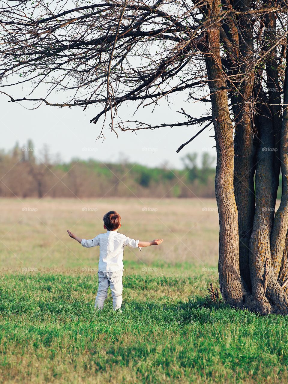 Little boy under the tree in the field