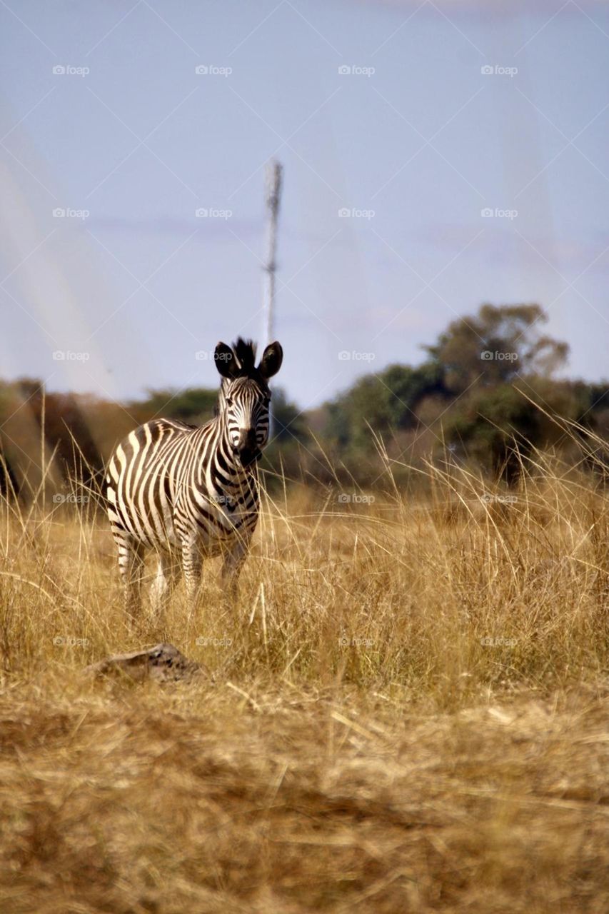 A dreamy photograph of a zebra 