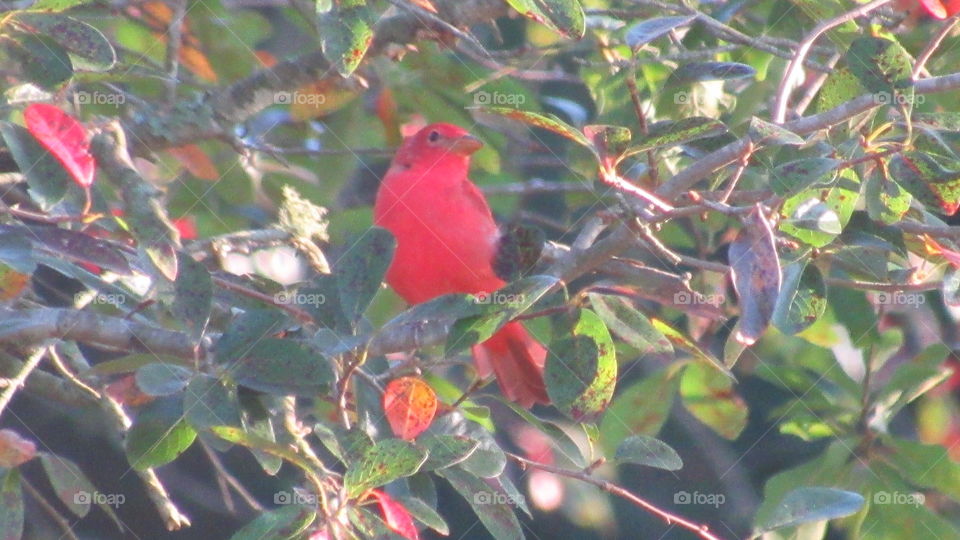 Bird, Tree, Nature, Outdoors, Color