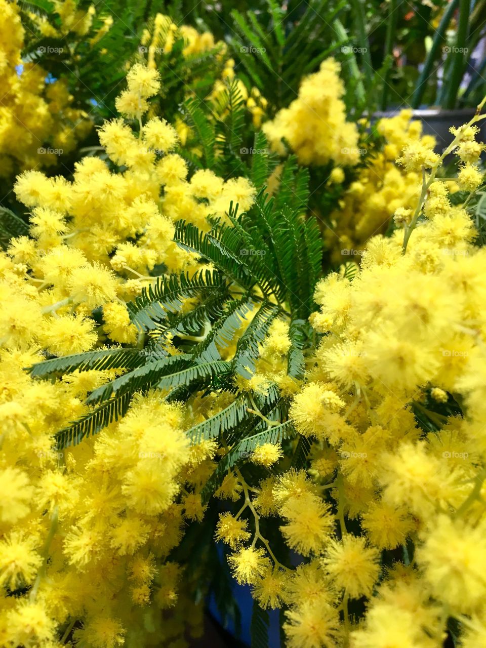 Close-up of mimosa flowering plant
