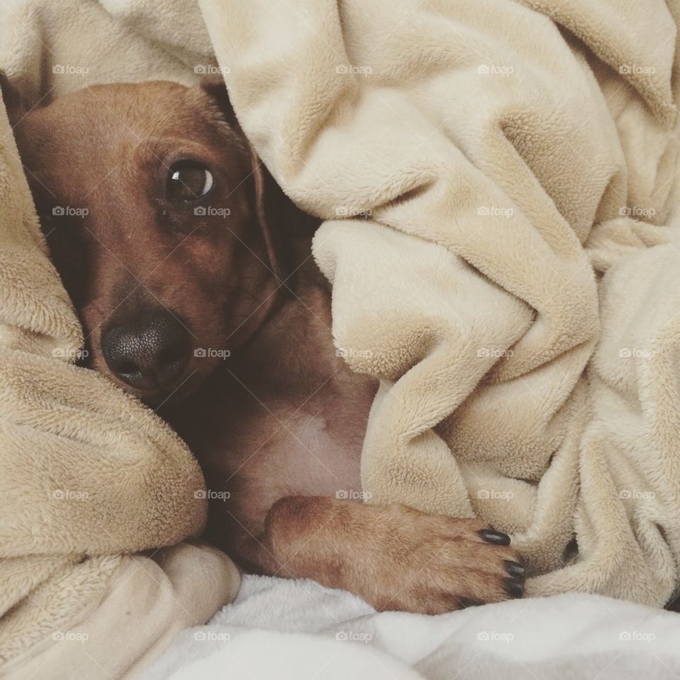 Lazy day . Dachshund puppy relaxing 