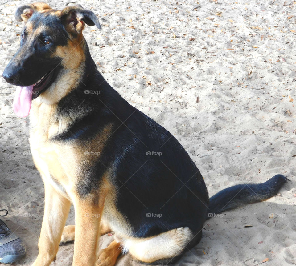 Smiling dogs are happy dogs and you can tell that by their tongues hanging out!