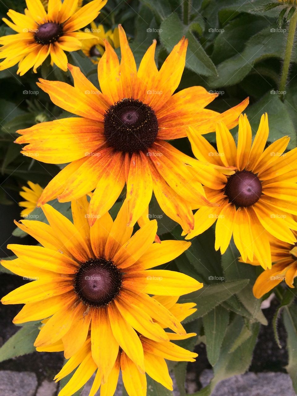 Sunflowers