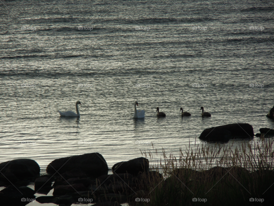swan bird sea gotland by MagnusPm