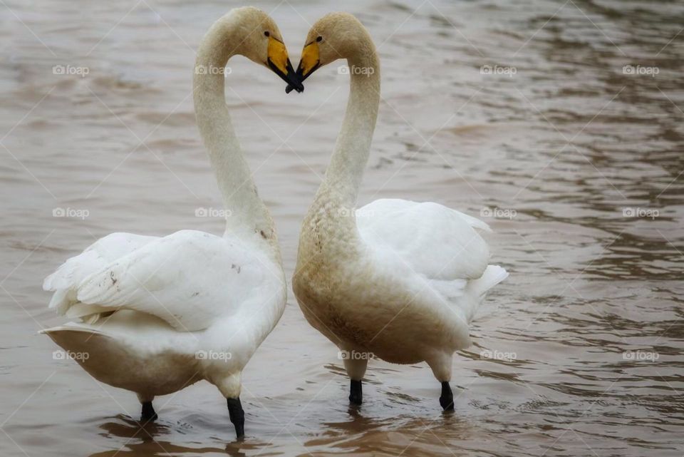 Swans! Most are monogamous and stay together for life. Courtship behavior is rich, male and female will tend to make the same action, but also considerate of each other's feathers.