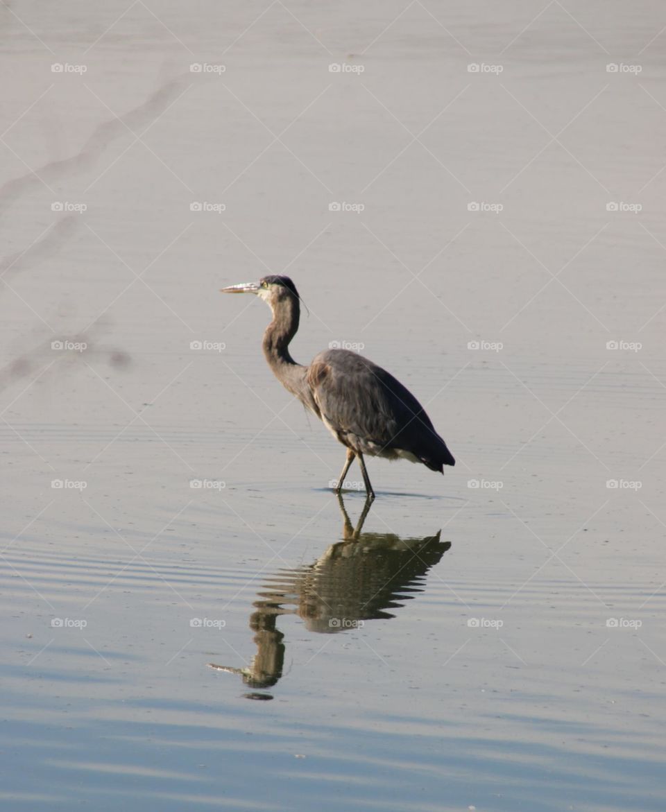 Great Blue Heron in Water