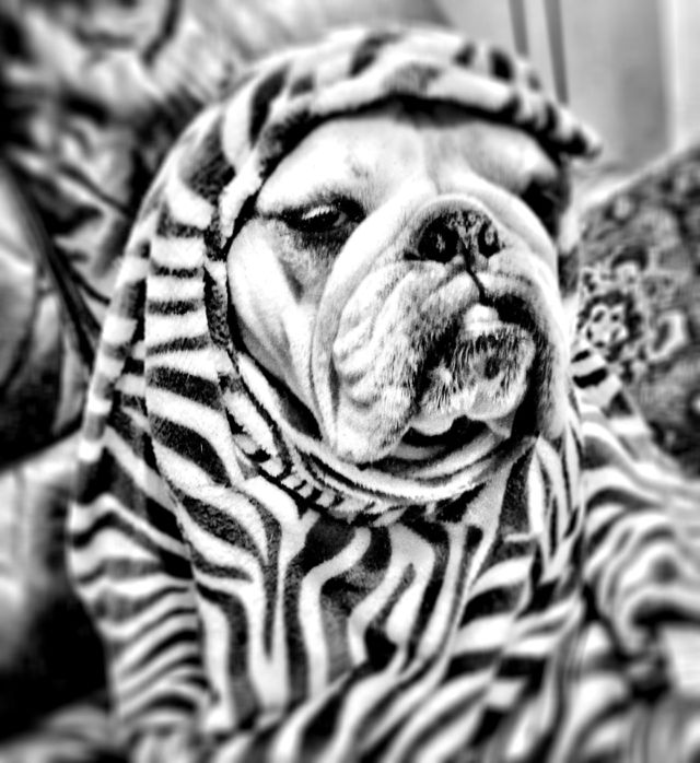 Bulldog It 