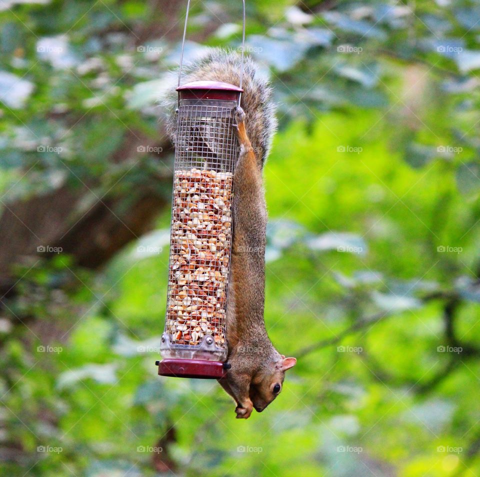 A squirrel balancing himself on a bird feeder to get some food 