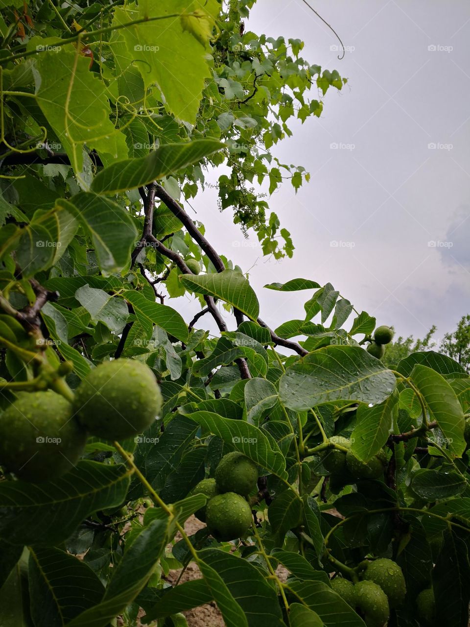 The tree with the green fruit