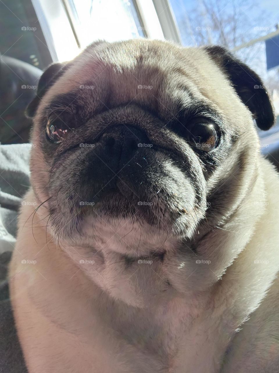 Handsome Pug