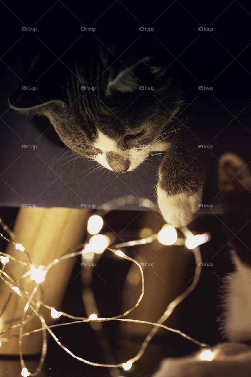 A portrait of a cat looking and playing with some fairy lights. the animal is touching the lights with its paw.