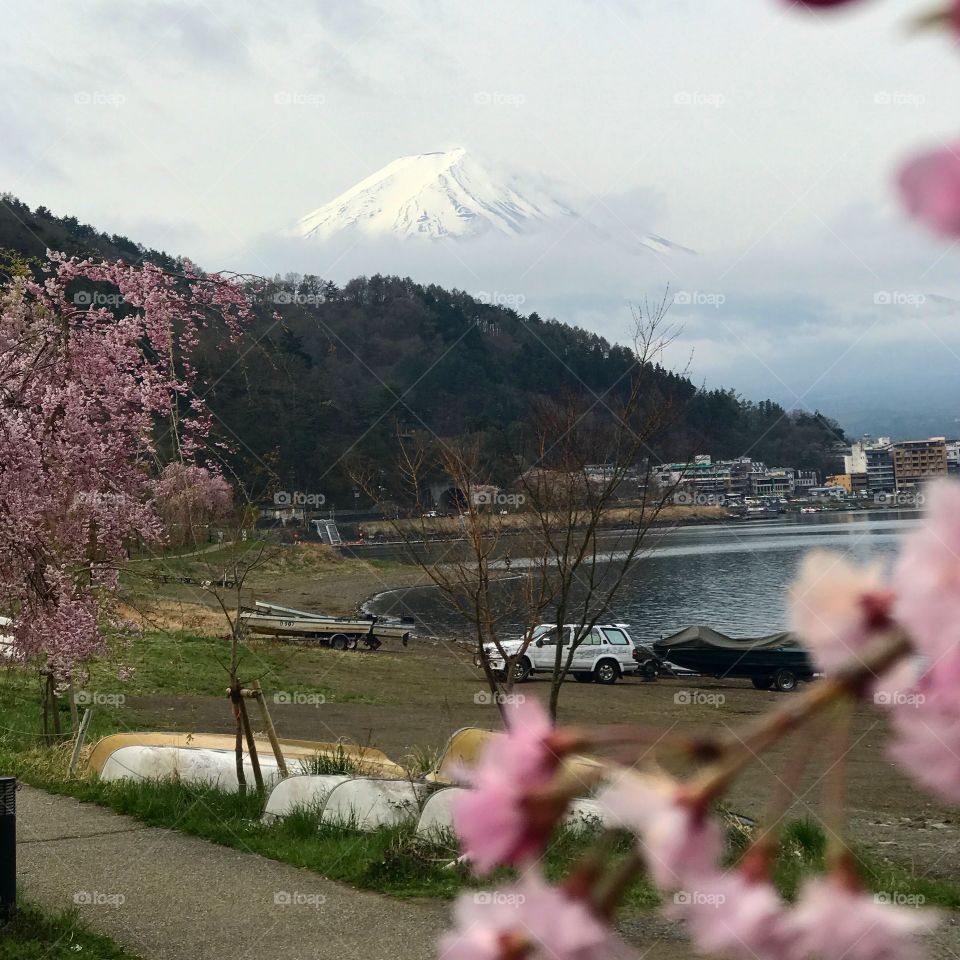 Fuji view with Sakura