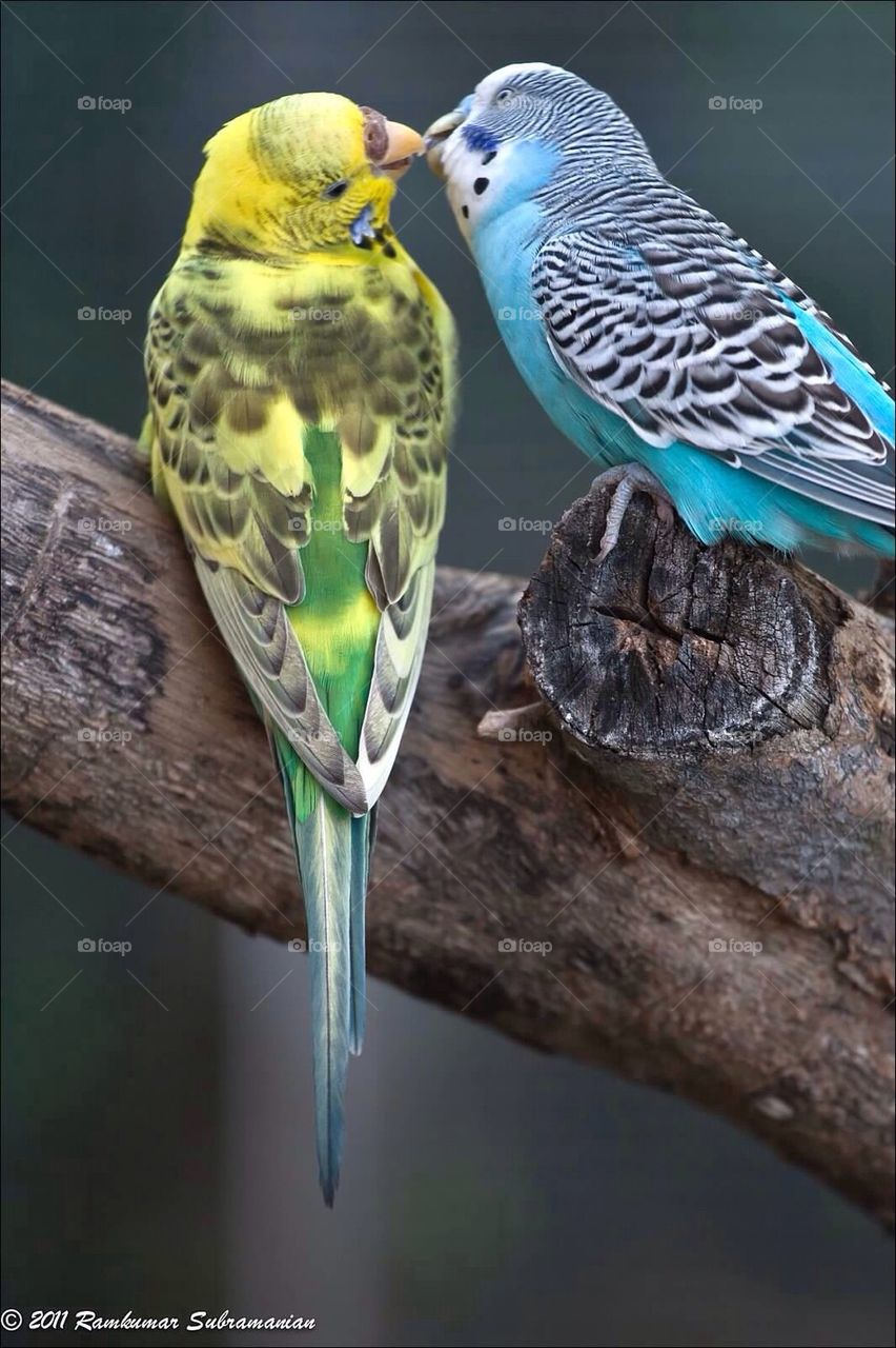 Bird love