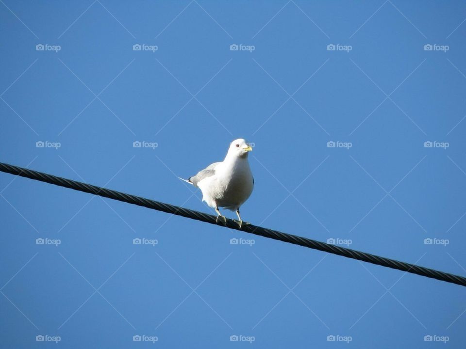 sky blue bird wire by mattiasbj