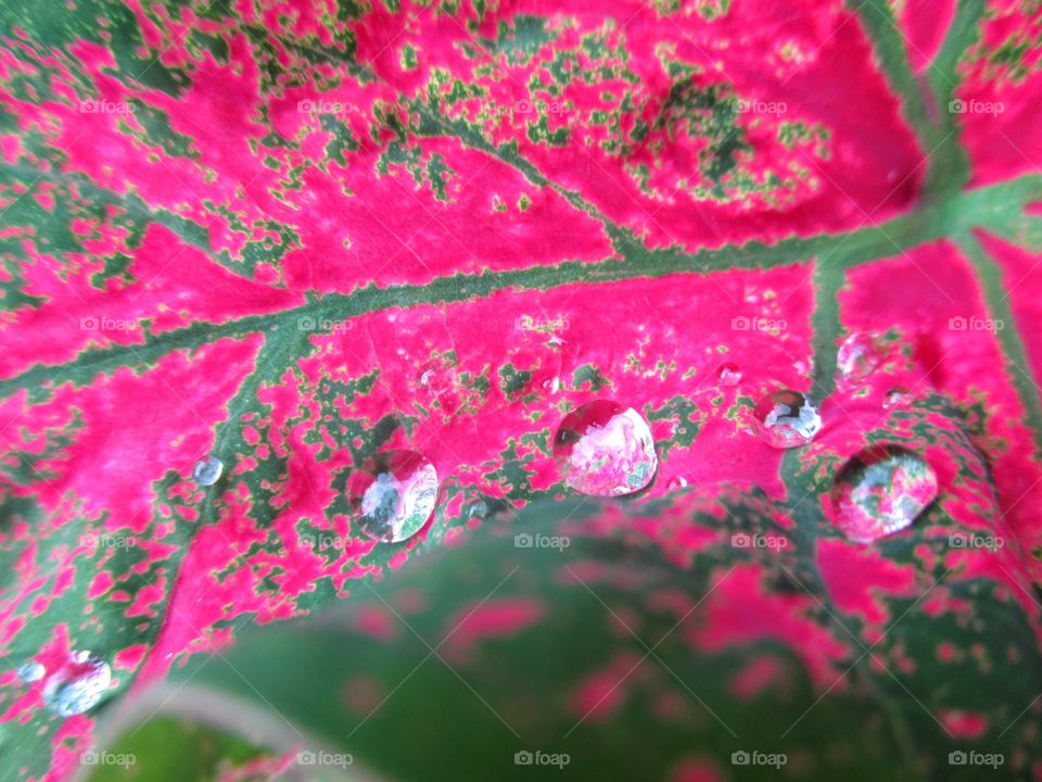 Pink calladium with rain drops