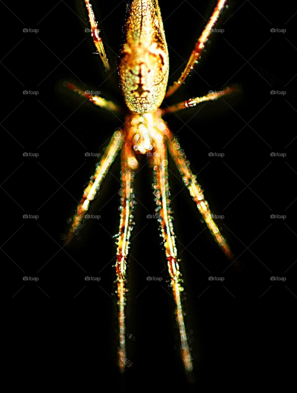 night insect spider by lightanddrawing