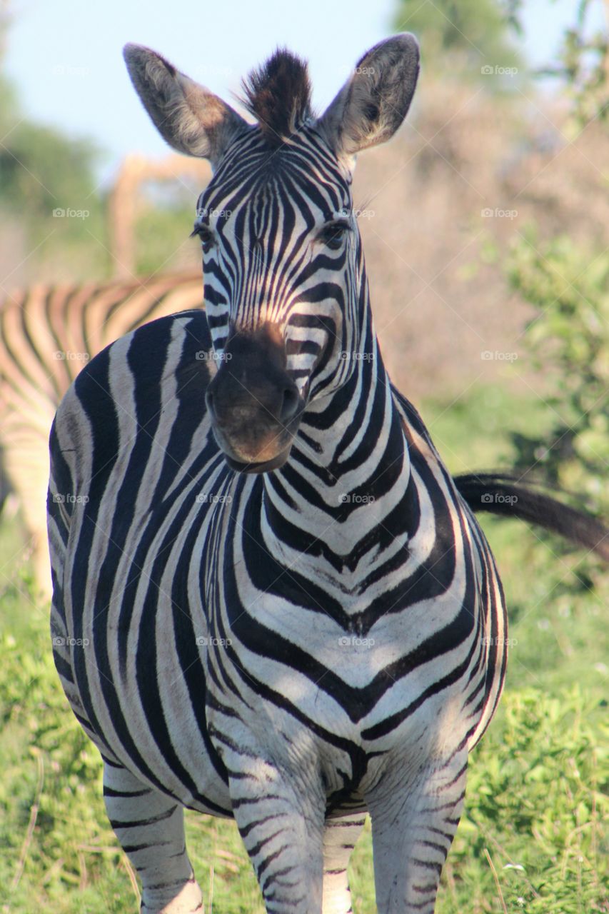 Portrait of a zebra