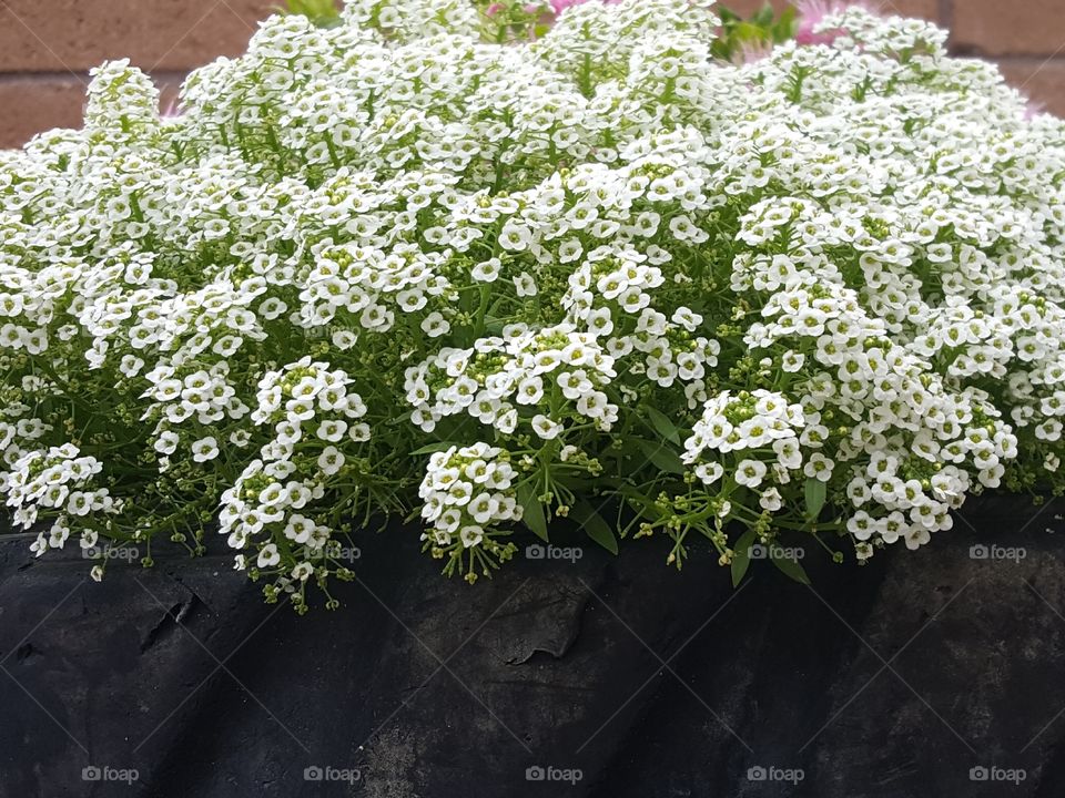 White flowers in tire planter