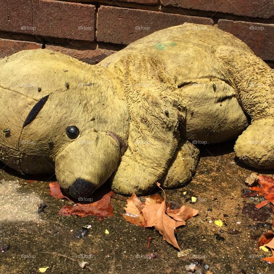 Abandoned teddy bear covered in flies