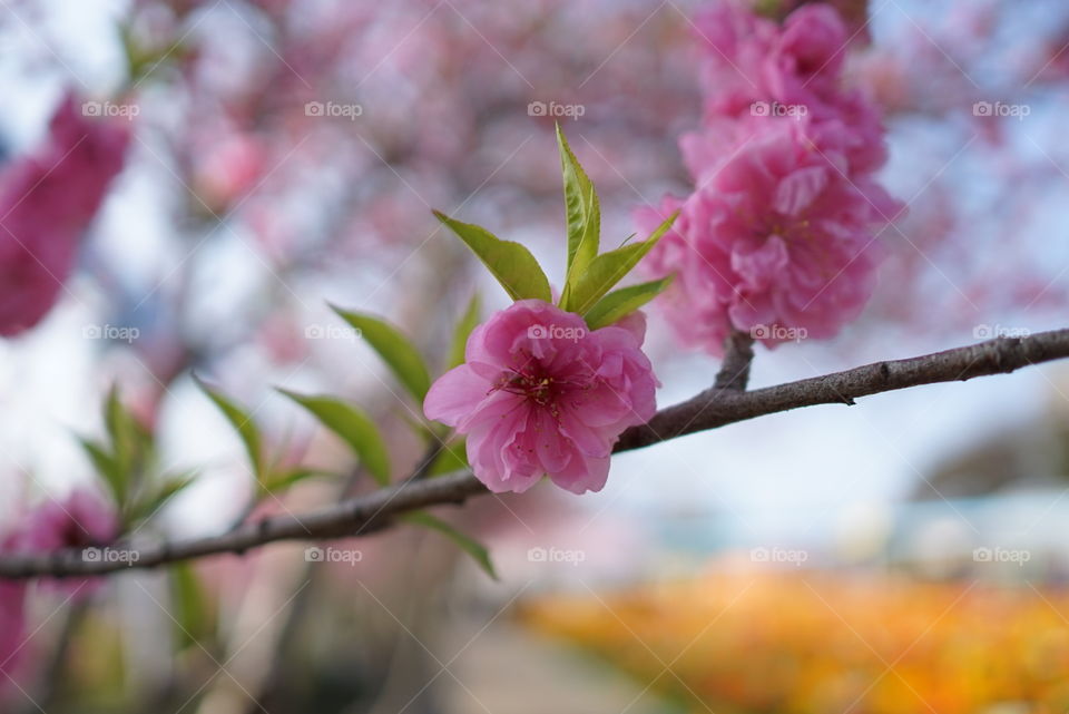 Pink Sakura bloom 