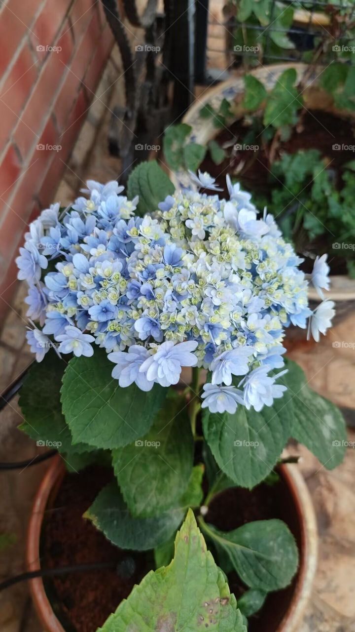 Blue hydrangea