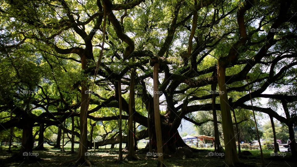 The image shows a large, ancient tree with sprawling branches and thick trunks. The tree is surrounded by lush green grass and a few small bushes. The sunlight shines through the leaves, casting dappled shadows on the ground. The tree appears to be v