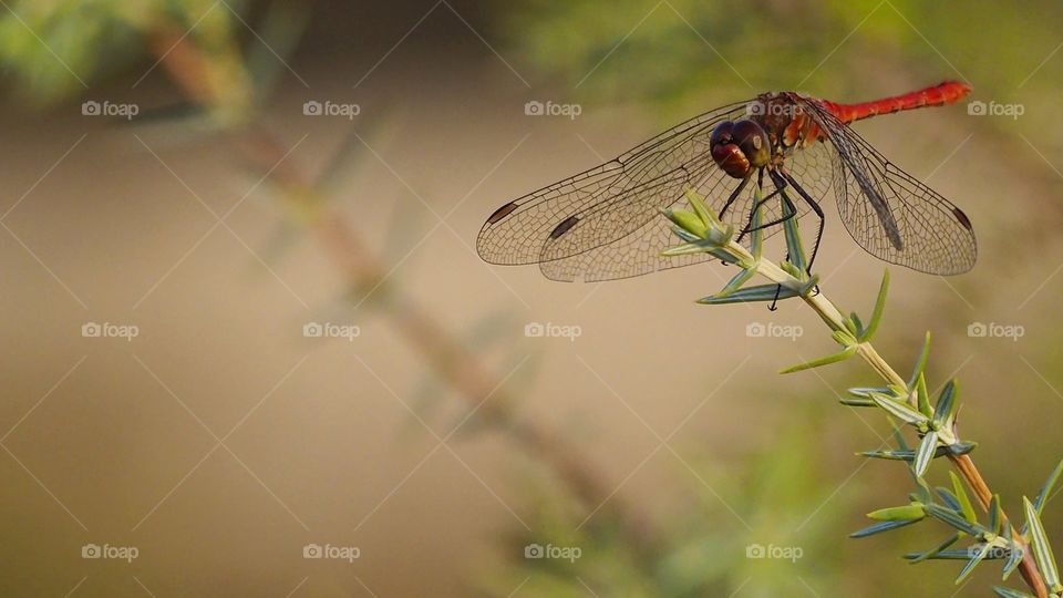 DragóFly 
Libélula