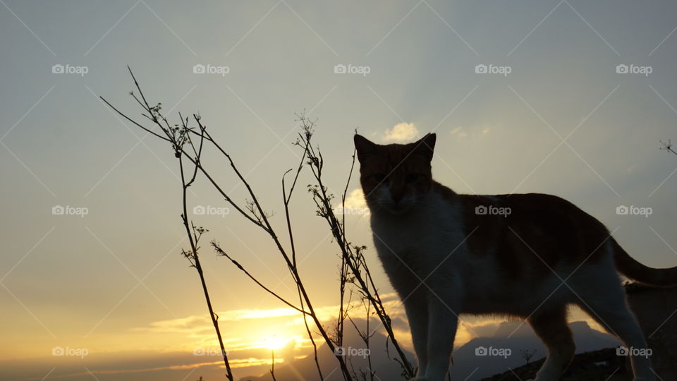 Sunset#cat#animal#nature#moment#magic#wild