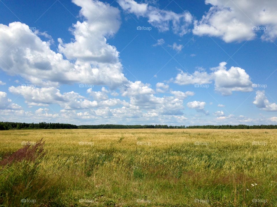 Millet field 