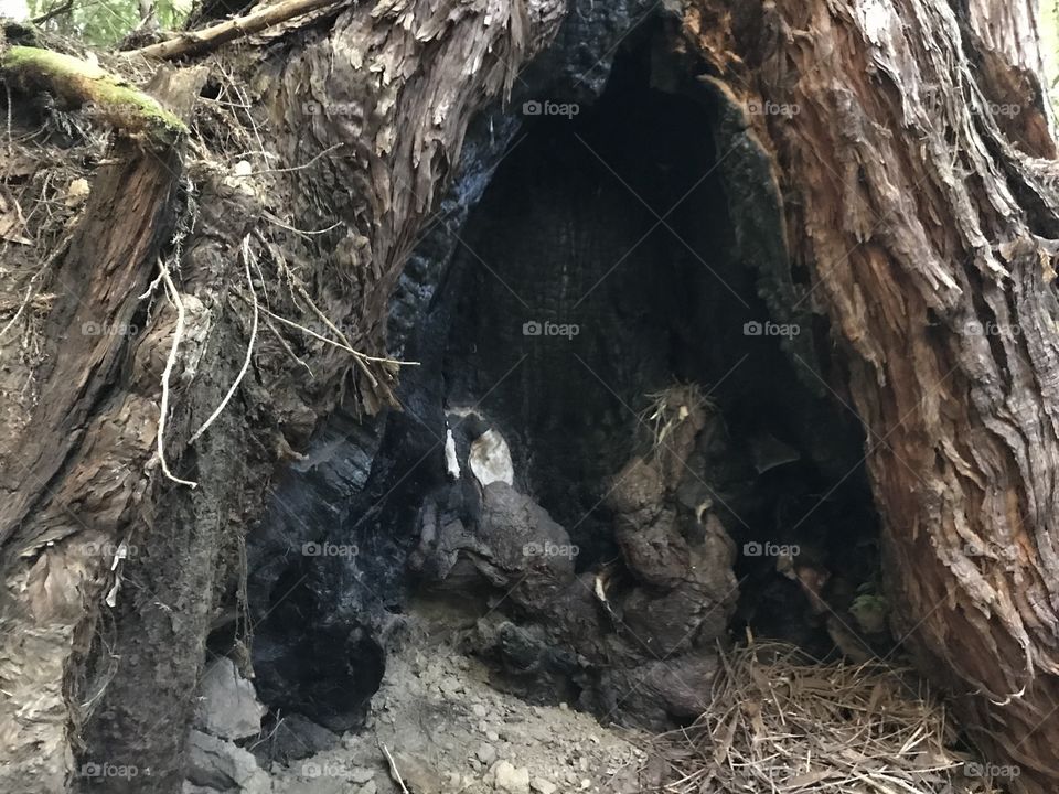 Birds Nests in Redwood Trunk
