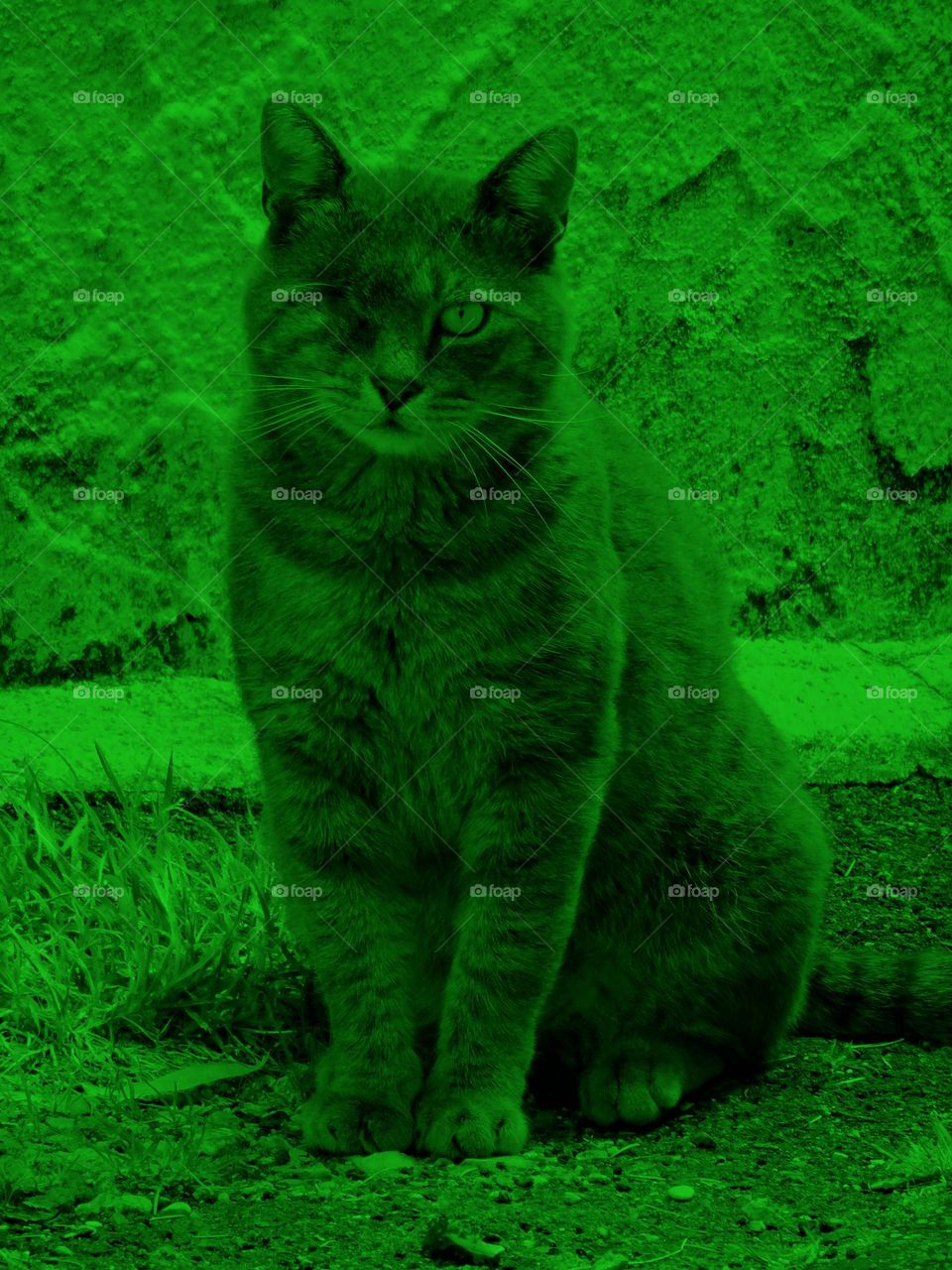 Hulk the cat