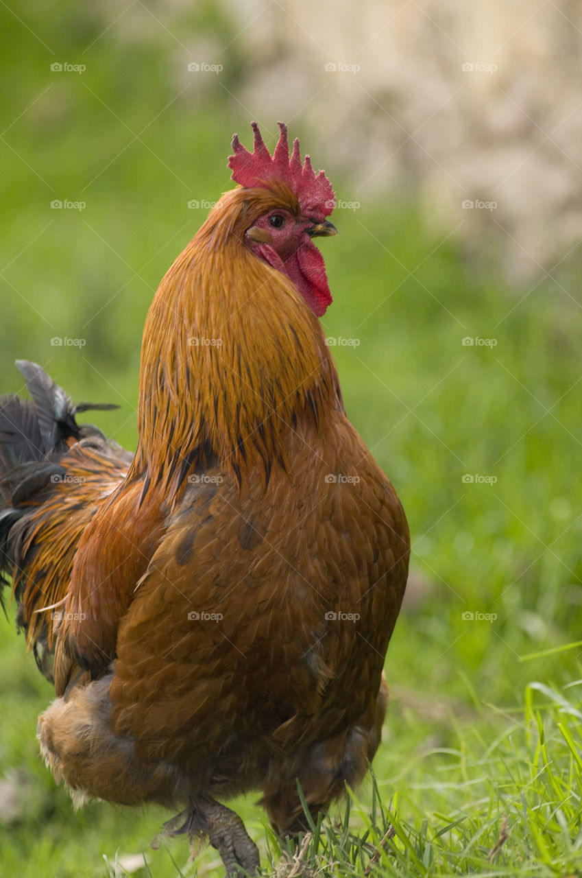 Creole chicken Gallo field Colombiano
