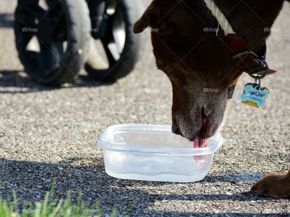 Dog drinking water from plastic container on hot summer day