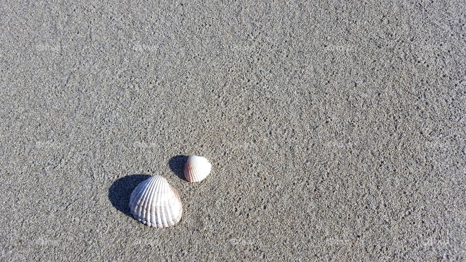 seashells