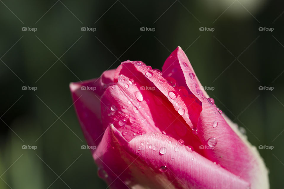 bud of pink tulip covered with rain drops.  beauty of details