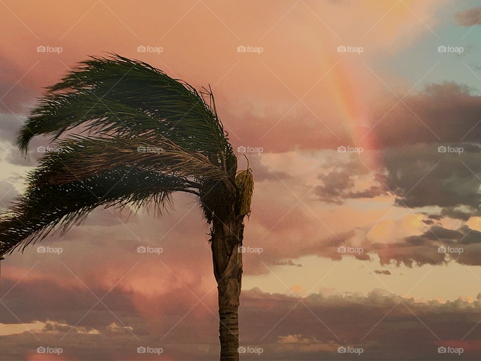 Rainbow through a storm cloud over the ocean at sunset, palm tree swaying foreground