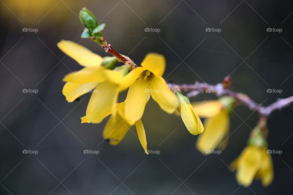 Yellow flower buds