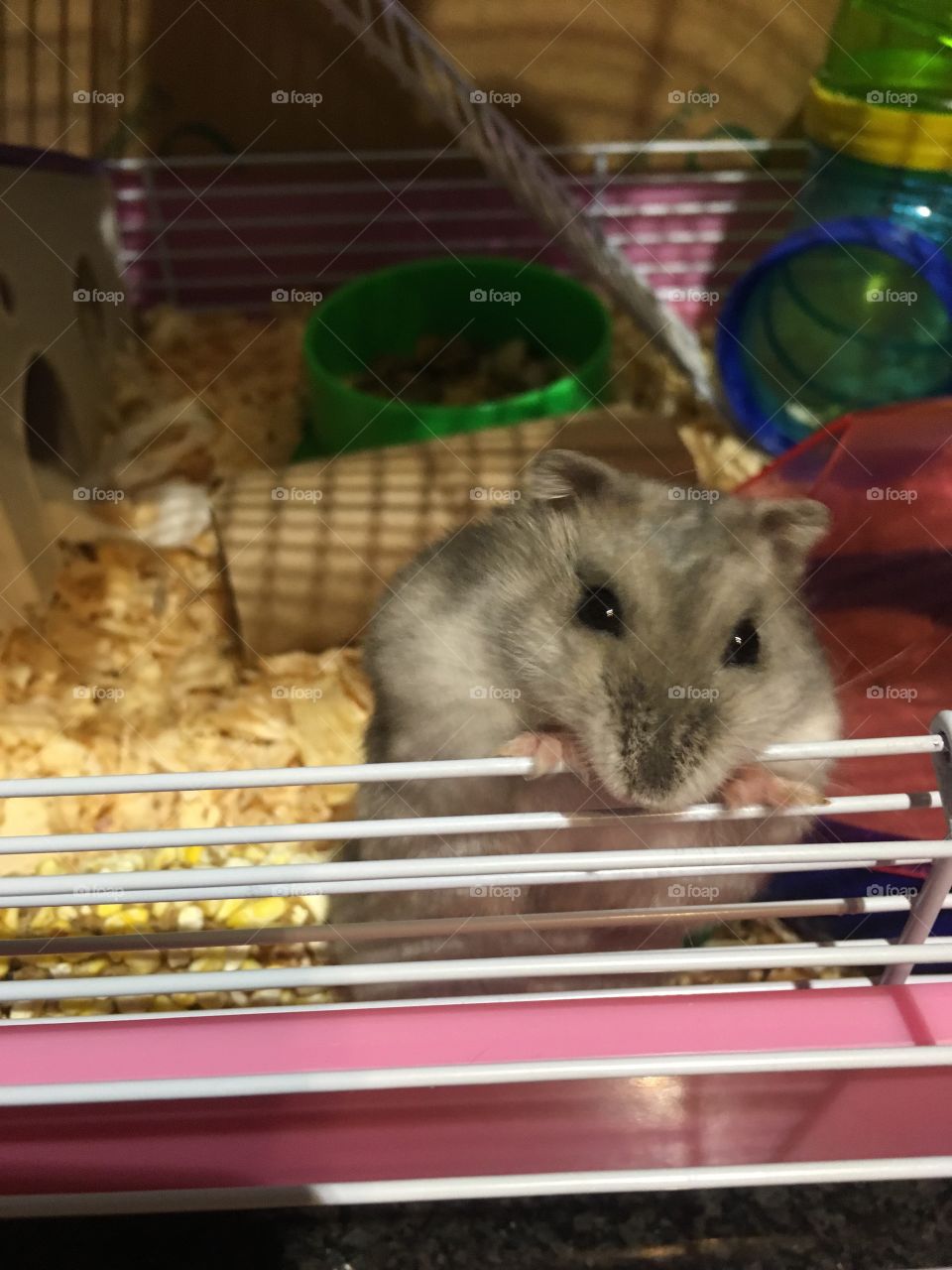 Dwarf Hamster