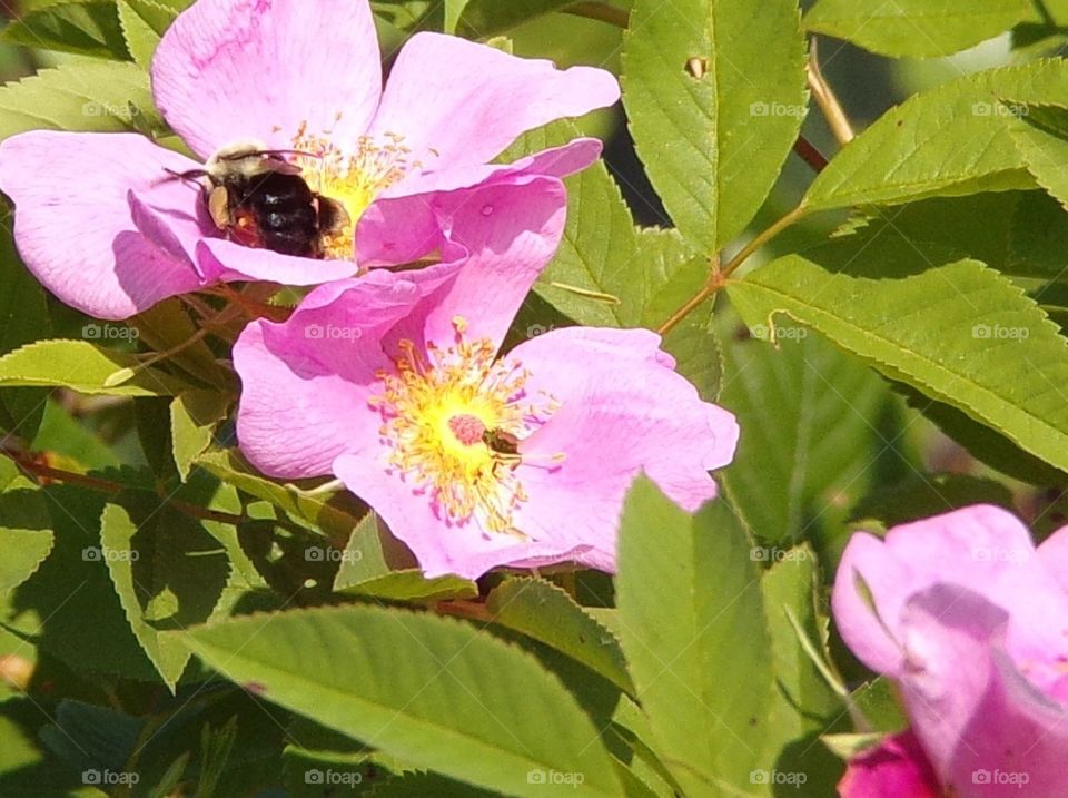 Bumble bee on pretty pink flowers 