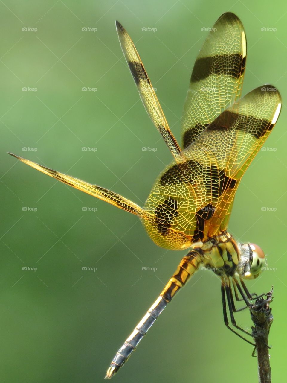 halloween pennant