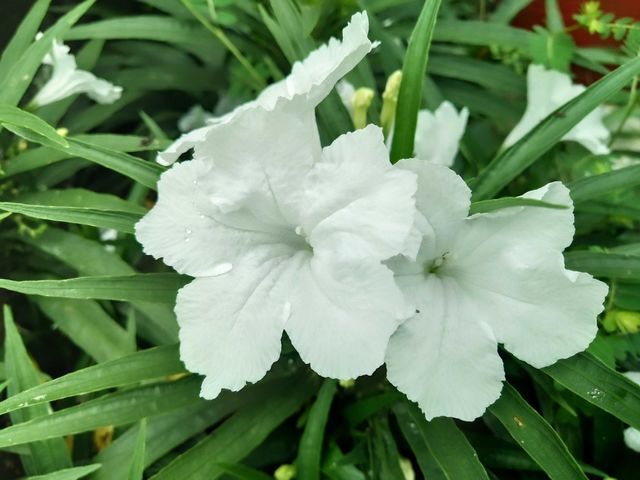 Beautiful blooming white flowers