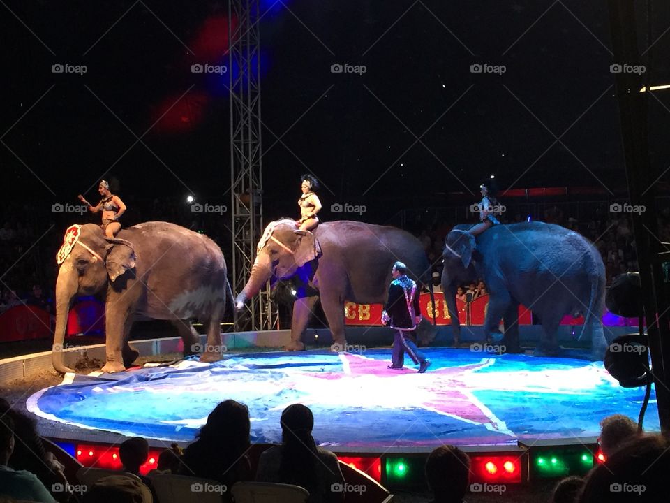 Circus elephants